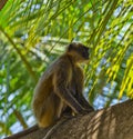 Wild monkeys in the jungles Royalty Free Stock Photo