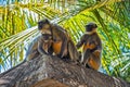 Wild monkeys in the jungles Royalty Free Stock Photo