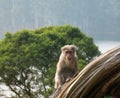 Wild Monkeys near Munnar, Kerala, India