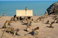 Wild monkeys near the sea