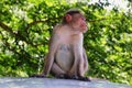 Wild Monkeys near Thekkady, Kerala, India