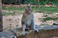 Wild monkeys in Preah Khan Temple site among the ancient ruins of Angkor Wat Hindu temple complex in Cambodia Royalty Free Stock Photo