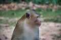 Wild monkeys in Preah Khan Temple site among the ancient ruins of Angkor Wat Hindu temple complex in Cambodia Royalty Free Stock Photo