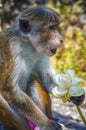 Wild monkeys temples in Asia Royalty Free Stock Photo