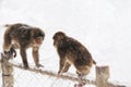 Wild monkeys in the winter Royalty Free Stock Photo
