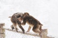 Wild monkeys in the winter Royalty Free Stock Photo