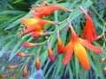 Montbretia flowers in bloom