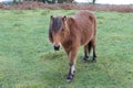 Wild moor ponies