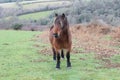 Wild moorland ponies