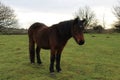 Wild moorland ponies in devon