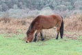 Wild moorland ponies