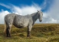 Wild moorland Pony - Bodmin moor Royalty Free Stock Photo