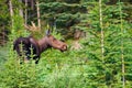 Wild Moose Royalty Free Stock Photo