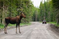 Wild Moose Royalty Free Stock Photo