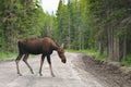 Wild Moose Royalty Free Stock Photo