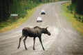 Wild Moose Royalty Free Stock Photo