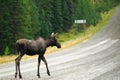 Wild Moose Royalty Free Stock Photo