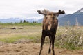 Wild moose, Alaska Royalty Free Stock Photo