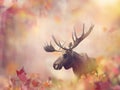 Wild Moose in the Autumn Forest Royalty Free Stock Photo