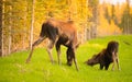 Wild Moose Cow Calf Animal Wildlife Marsh Alaska Greenbelt Royalty Free Stock Photo