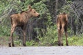 Wild moose in Denali National Park Alaska Royalty Free Stock Photo