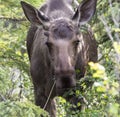 Wild moose in Denali National Park Alaska Royalty Free Stock Photo