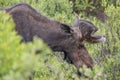 Wild moose grazing in rocky mountains Royalty Free Stock Photo