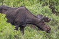 Wild moose grazing in rocky mountains Royalty Free Stock Photo