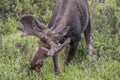 Wild moose grazing in rocky mountains Royalty Free Stock Photo