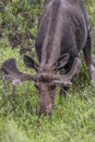 Wild moose grazing in rocky mountains Royalty Free Stock Photo