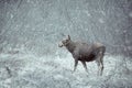 Wild Moose Royalty Free Stock Photo