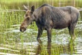 Wild Moose in Rocky Mountain National Park Royalty Free Stock Photo