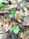 Wild morel mushroom on forest floor
