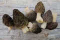 Wild Morels Just Picked Royalty Free Stock Photo