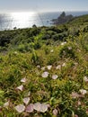 Spring Bloom Series: Wild morning glory blooms