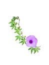 Wild morning glory flowers and leaves tropical plant climbing on twisted jungle liana isolated on white background. Royalty Free Stock Photo