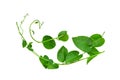 Wild morning glory leaves jungle vines tropical plant isolated on white background, clipping path included Royalty Free Stock Photo