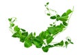 Wild morning glory leaves jungle vines tropical plant isolated on white background, clipping path included Royalty Free Stock Photo