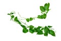 Wild morning glory leaves jungle vines tropical plant isolated on white background, clipping path included Royalty Free Stock Photo