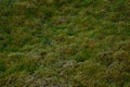 Wild Moss Covering A Forest Floor 