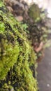 Wild moss from the garden. Moss is a Bryophyta sensu spora Royalty Free Stock Photo