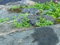 Wild moss on the rock wall of a rice field