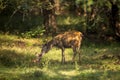 wild mother Sambar deer or rusa unicolor mother loving caring nursing licking her baby fawn in natural scenic green bacground in Royalty Free Stock Photo