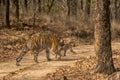 Wild mother tigress with her small cub walking on forest track or road at bandhavgarh national park forest or tiger reserve madhya Royalty Free Stock Photo