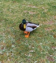 Wild motley waterfowl duck on lake water close-up with copy space. Birds and animals in wildlife concept. Royalty Free Stock Photo