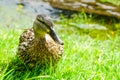 Wild motley waterfowl, female mallard duck in green grass. Beauty portrait of a duck by lake shore Royalty Free Stock Photo