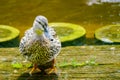 Wild motley waterfowl, female mallard duck. Beautiful portrait of a duck by lake shore Royalty Free Stock Photo