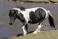 Wild mottled horse on the mountain pasture