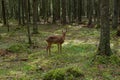 A wild mouflon in the forest stands at the edge, a young animal with horns.