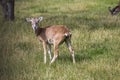 Wild mouflon sheep, one female grazing on pasture in daylight, green meadow, wild animals Royalty Free Stock Photo